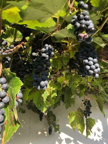Kellerst�ckl Postrumer Weinberg 49