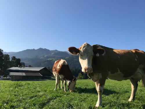 Apartamento Hof Oberhaus
