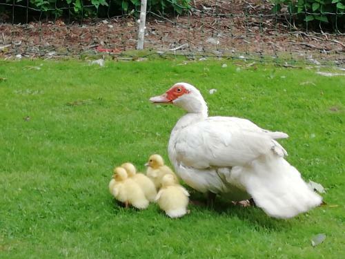 Bed & Breakfast Clumber Lane End Farm