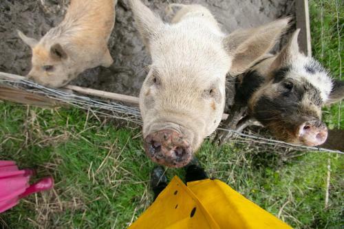 Cwtch Farm Bed & Breakfast