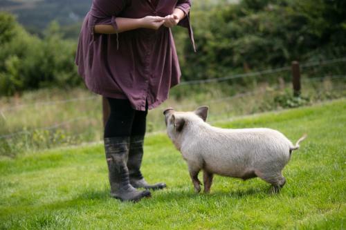 Cwtch Farm Bed & Breakfast