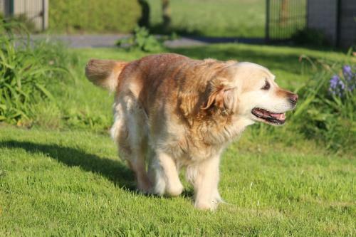 Maneschijn****