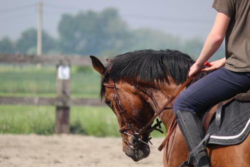 Maneschijn****