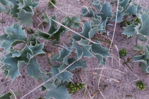 Sea Holly