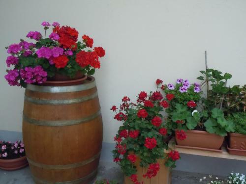 Apartamento Il Nocciolo
