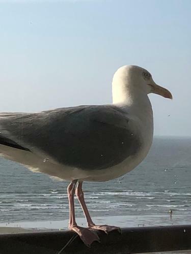 Apartamento Royal Zeezicht Oostende