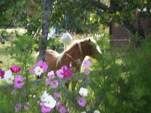Bed & Breakfast Le Trot'in Chair