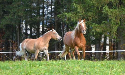 Agroturismo Mooserlehen