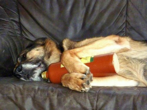 Apartamento Bergl-alm, Urlaub Mit Hund