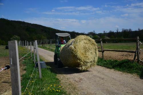 Rekrea?n� A Jezdeck� Are�l Equifarm