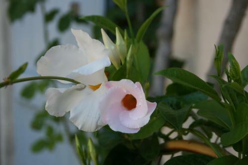 Bed & Breakfast Le Mas Des L�nes
