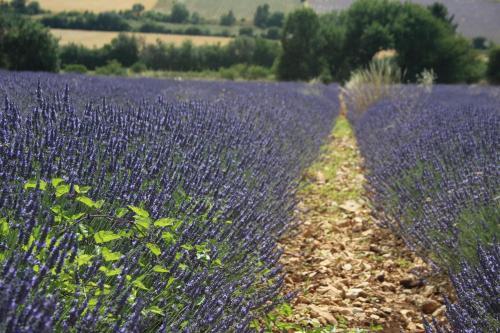 Bed & Breakfast Le Mas Des L�nes