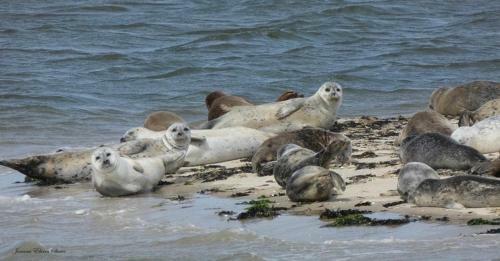 Relitto Boutique Und Aparthotel Borkum