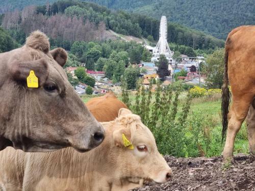 Ferienhaus Mit Ausblick