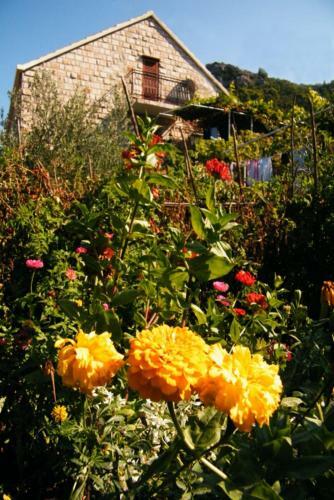 Hostal Ivan And Marica Guest House