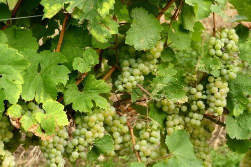 Apartamento Romantisches Winzerh�uschen