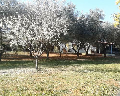 Apartments Nena 3*