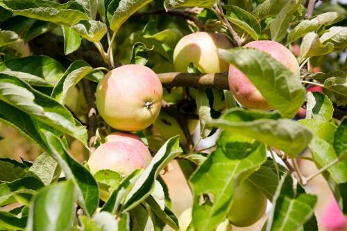 Apartamento Ferienwohnung In Der Ciderwirtschaft