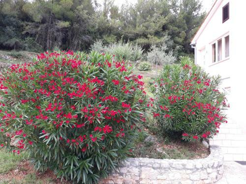 Holiday House Lucana - Sveta Marina