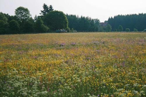Ferienhaus Selke Am Bach