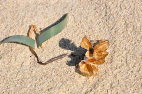 Apartamento Appartamento Le Ginestre