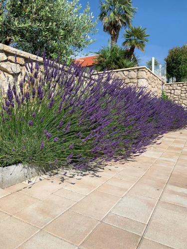 Luxury Apartments White Villa Violeta