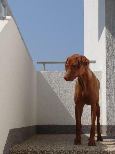 Apartments Besedi?