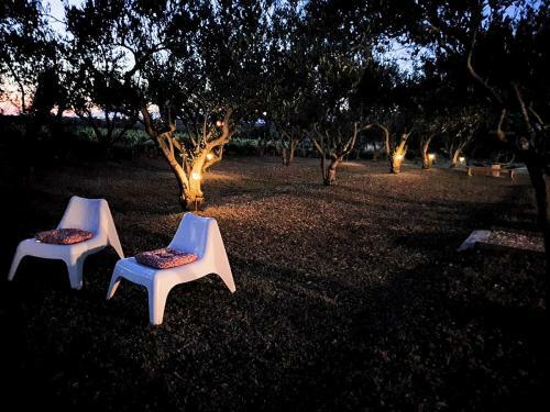 Olive Paradise