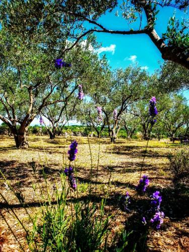 Olive Paradise