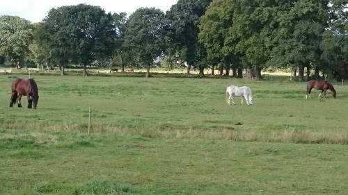G�stehaus Am Brockeswald
