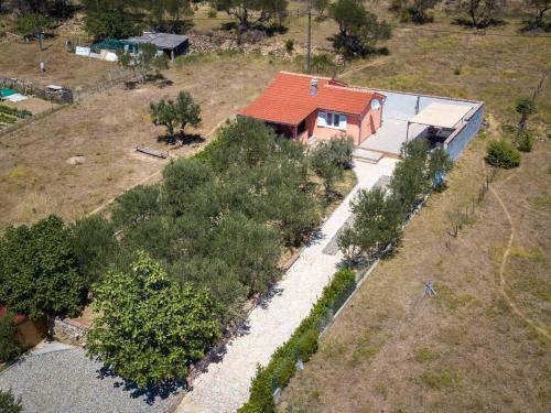 House Olive Tree