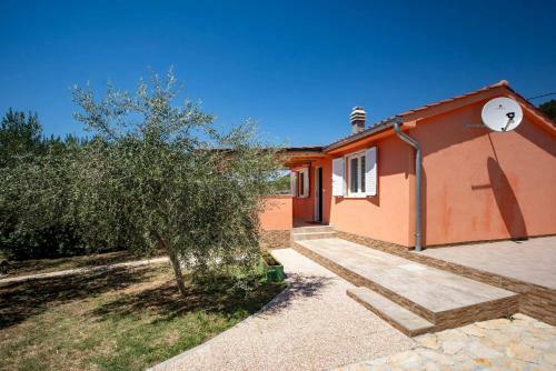 House Olive Tree