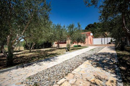 House Olive Tree