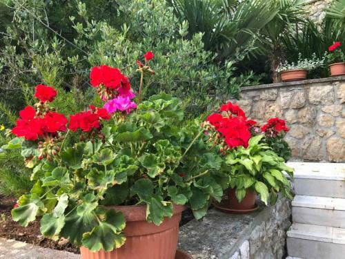 Apartman Riva