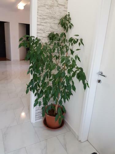 Apartamento Luna