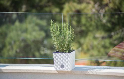 Luxury Apartments Novigrad