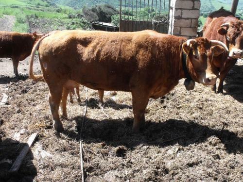 Agroturismo Agriturismo Sa Tanca Noa