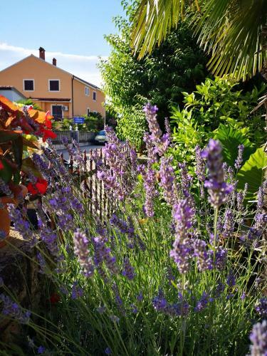 Apartmani Rita Oliva