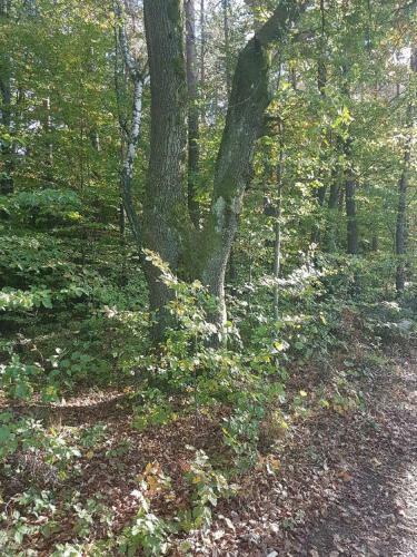 Hostal Gasthaus-pension Hilmer