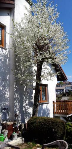 Apartamento Haus Levi