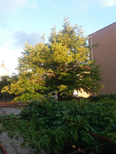 Apartments Srzic No1