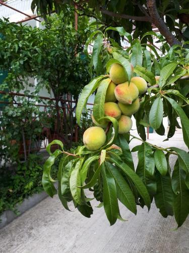 Apartman Adriatic Pavlinovic - Makarska