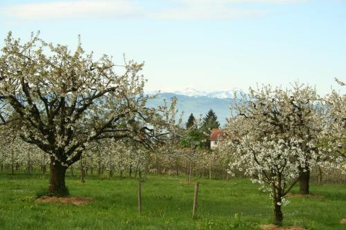 Apartamento Villa Linke Am Bodensee