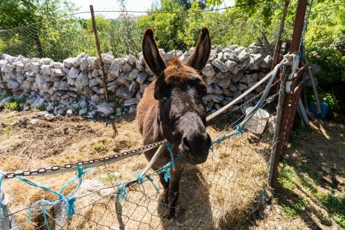 Authentic Camping Dalmatia