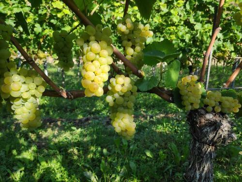 Apartamento Weingut & Strau�wirtschaft Vogel