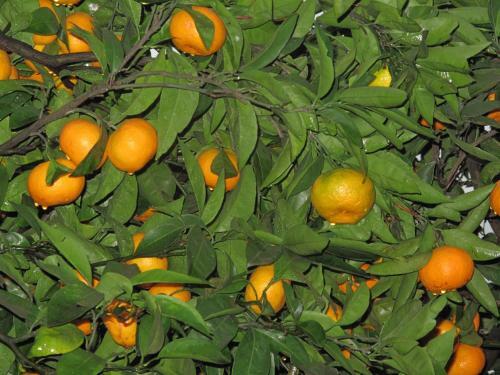 Apartamentos Gaja
