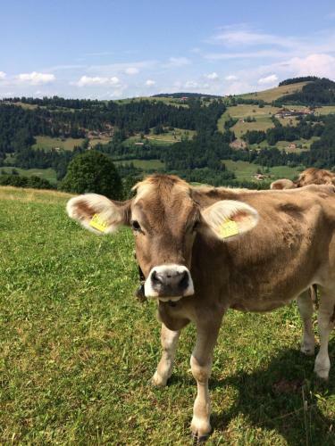 Apartamento Ferienwohnungen Schindelberg-o-plus