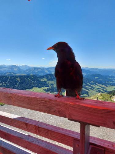 Apartamento Imberg-suite In Steibis