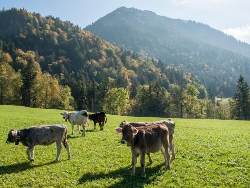 Lovely Apartment In Oberstdorf With A Sauna