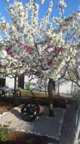 Apartman Ivona